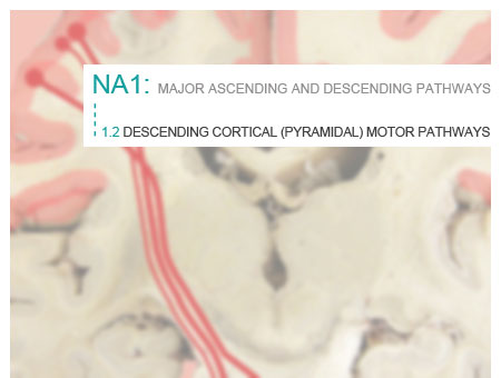 1.2 Descending Cortical image