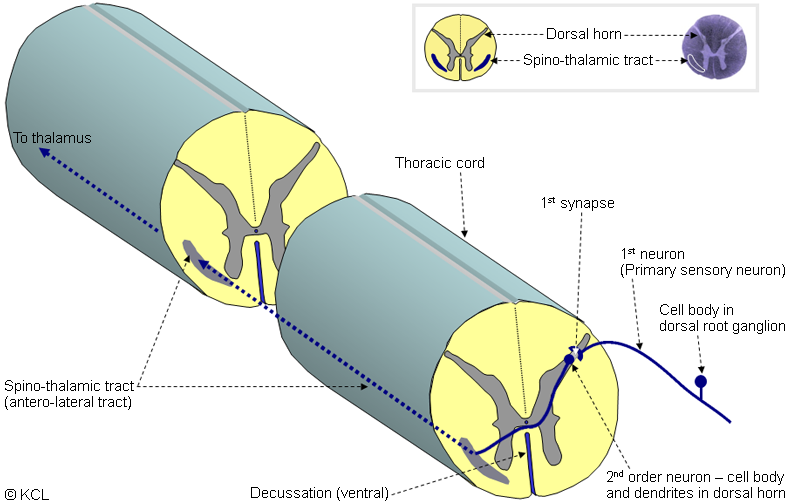 Spino-thalamic tract arrangement/origin in spinal cord