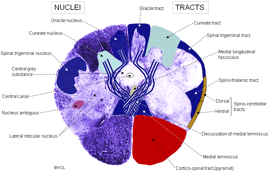 Section 4: Gracile & Cuneate nucleus - cortico-spinal tract (pyramid)