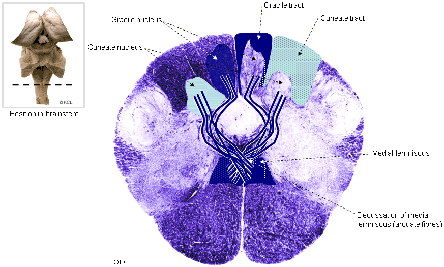 Gracile and cuneate nucleus