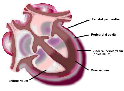 Heart Layers