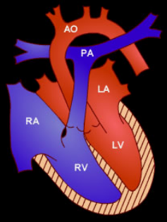 heart chambers