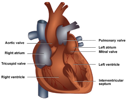 heart chambers