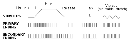 spindle plot diagram