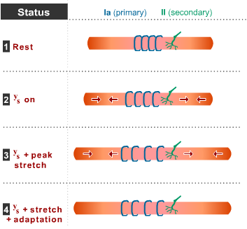 Primary and secondary ending