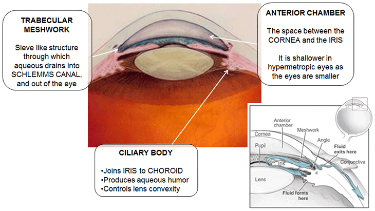 anatomy of the eye