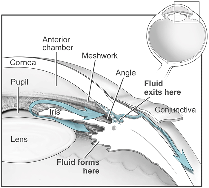 A clear fluid flows continuously in and out of the anterior chamber and nourishes nearby tissues. The fluid leaves the chamber at the open angle where the cornea and iris meet. When the fluid reaches the angle, it flows through a spongy meshwork and leaves the eye.