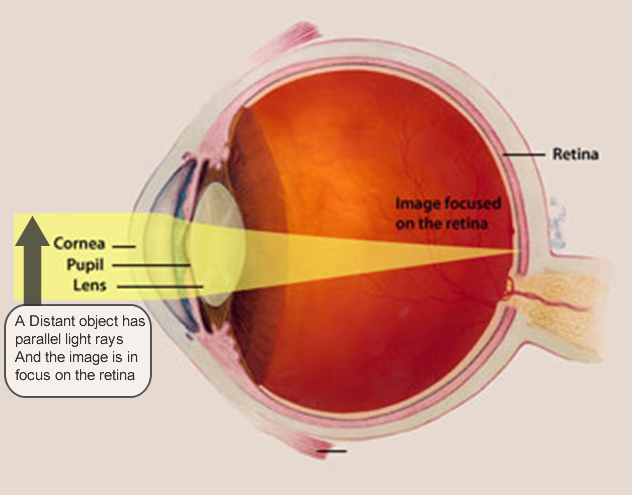 Distant object focussing on the retina