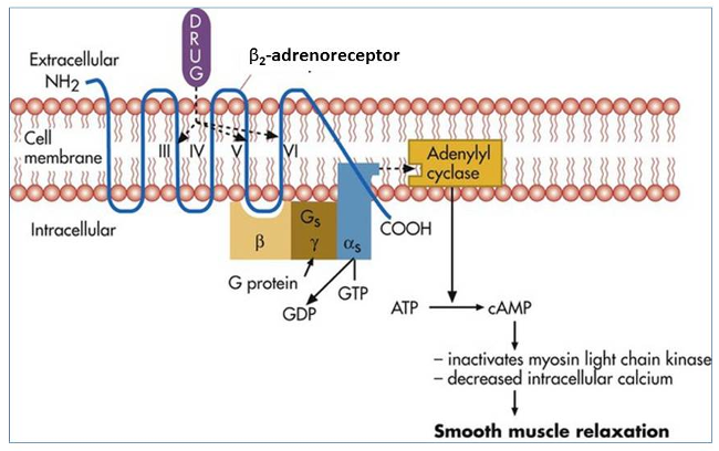 mechanism of action of salbutamol