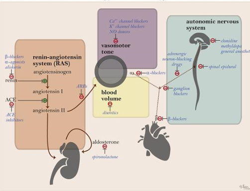 Antihypertensive therapy